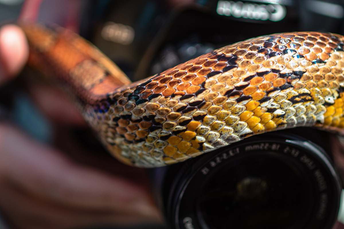 reptile yellow and brown snake snake