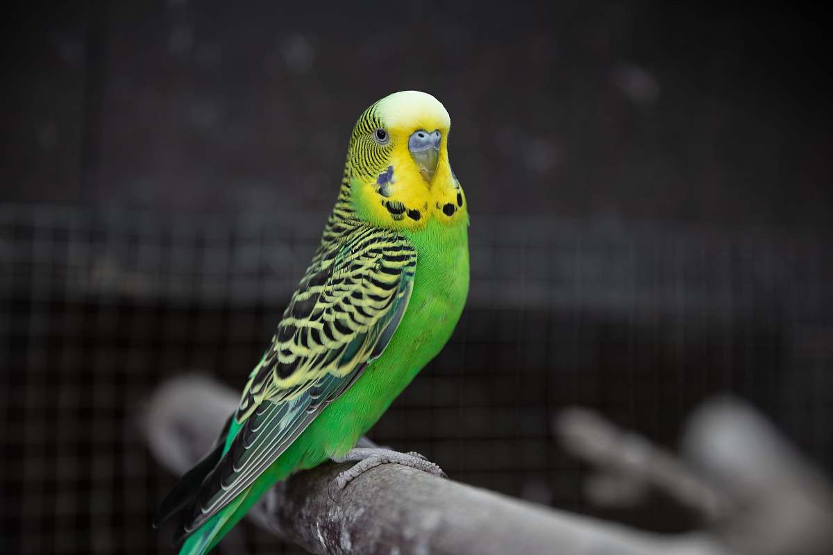 bird yellow and green budgerigar parakeet