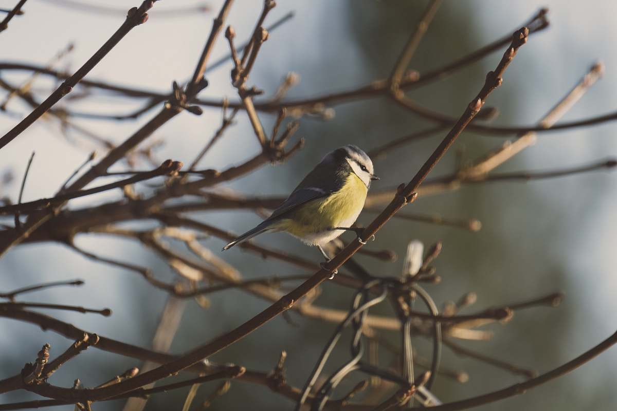 bird yellow and grey bird on branch during daytime finch