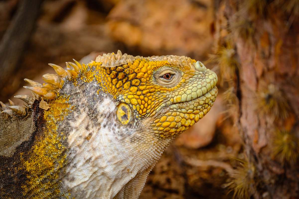 reptile yellow and white iguana lizard