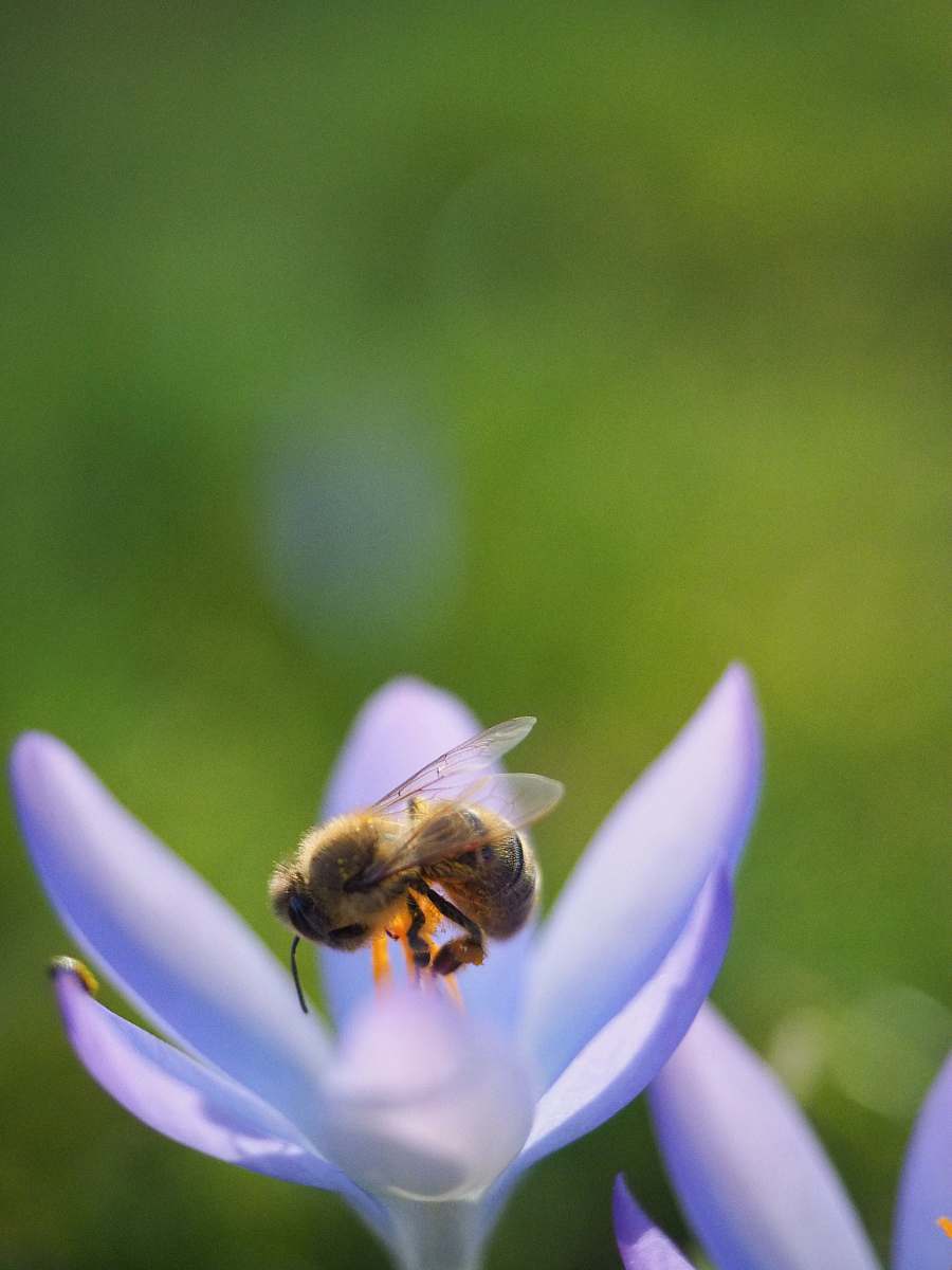 bee yellow bee perched on flower honey bee
