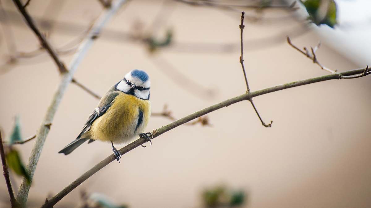 bird yellow, black, and blue bird perching on branch during daytime bluebird