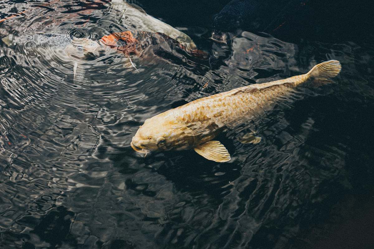 fish yellow fish water