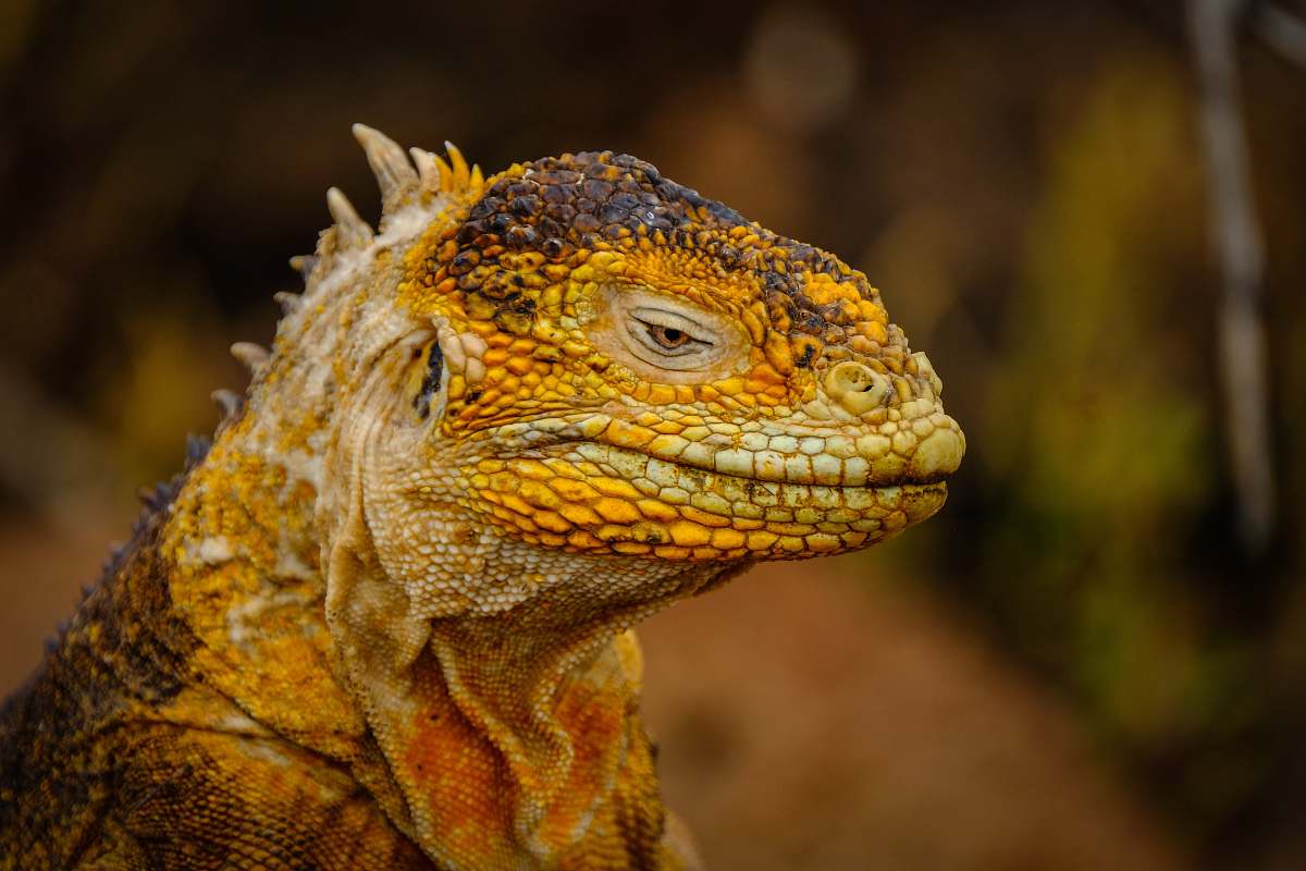 Lizard Yellow Komodo Dragon Reptile Image Free Photo