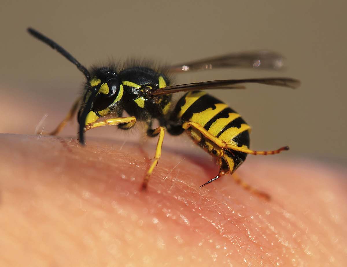 bee yellow wasp invertebrate