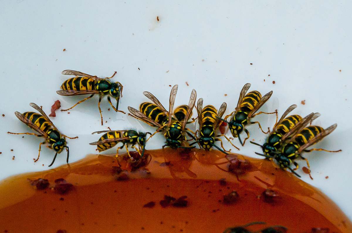 insect yellow wasps andrena