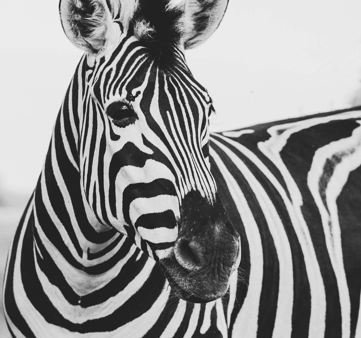 black-and-white zebra animal zebra