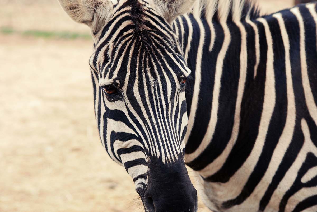 mammal zebra zebra