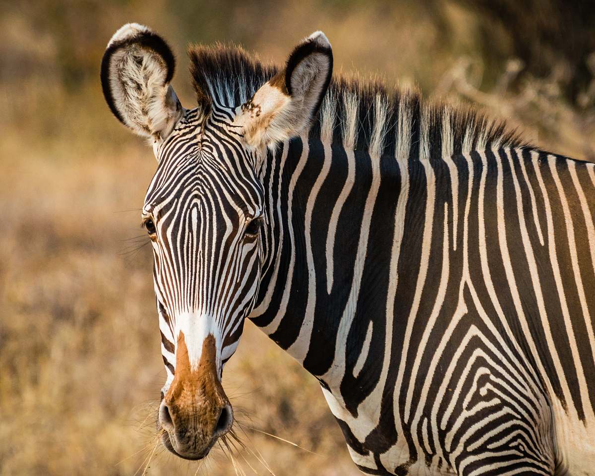 zebra zebra standing on field wildlife