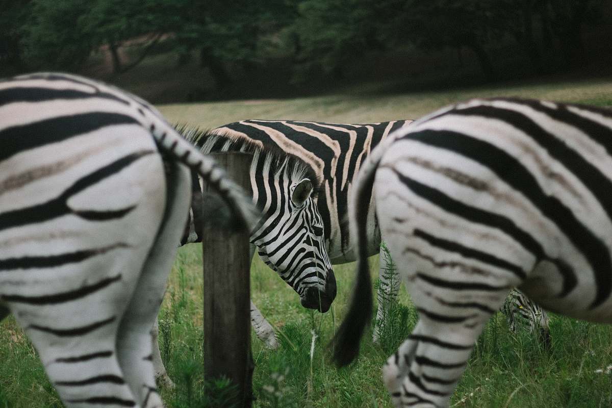 zebra zebras on green grassland during daytime mammal