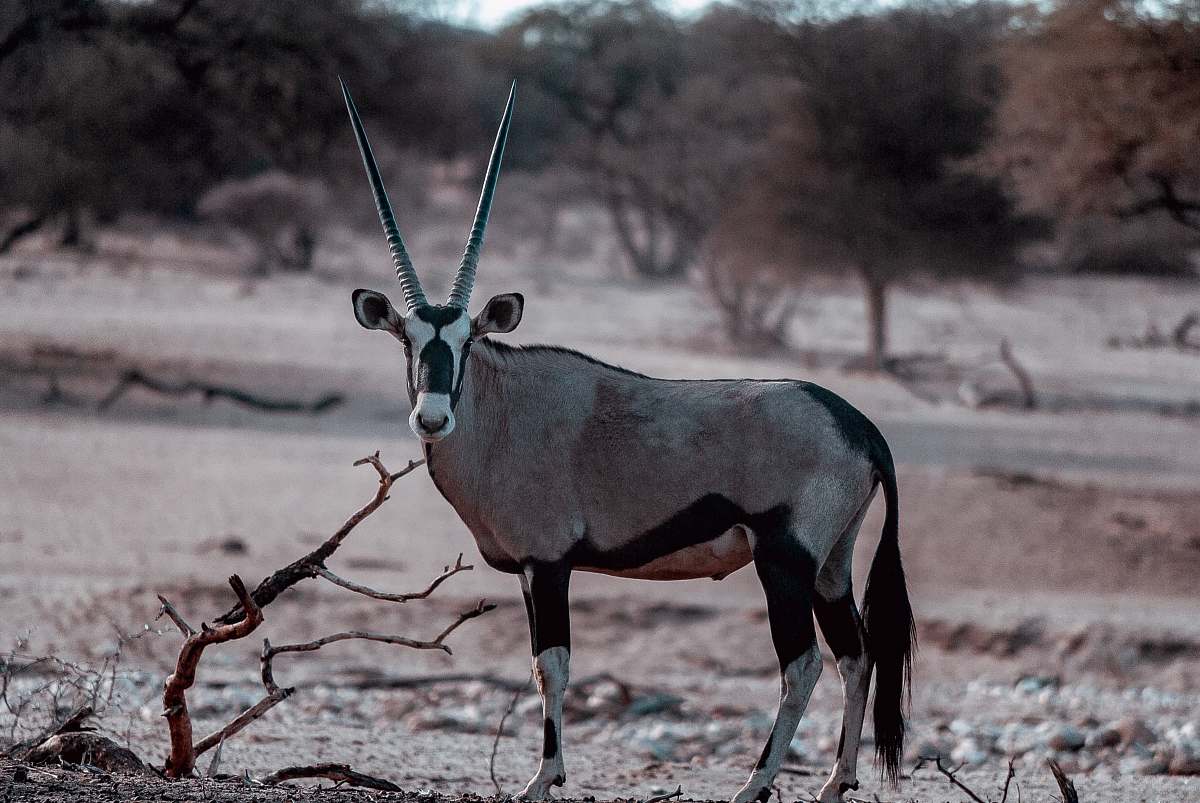 wildlife  mammal