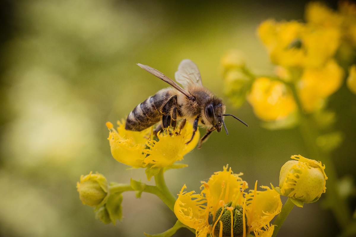 invertebrate bee over yellow flower honey bee