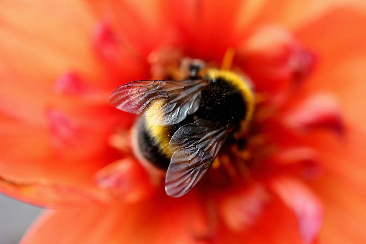 insect selective focus photography of bee invertebrate
