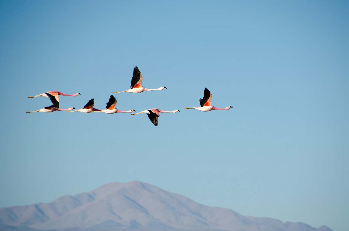 animal aerial photography of flock of white flying bird flamingo