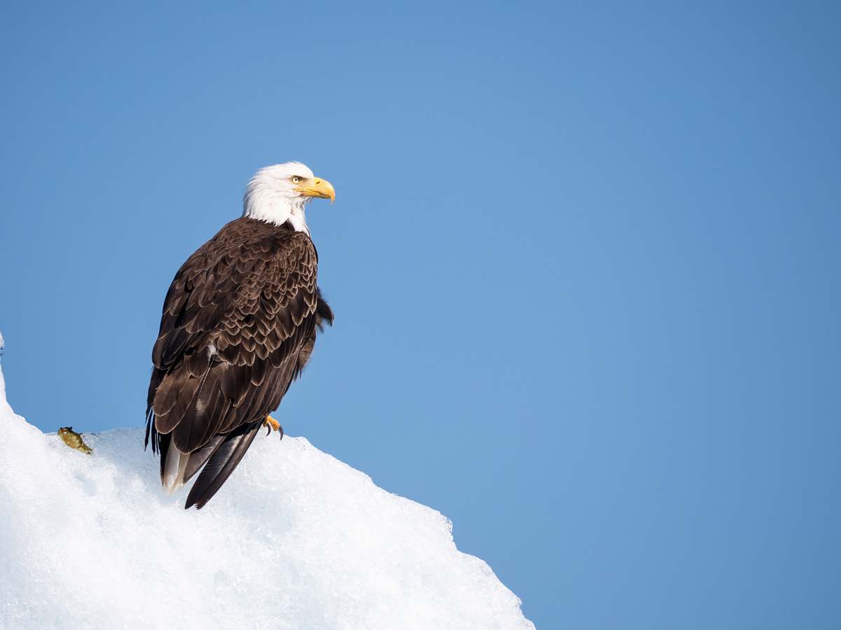 animal American bald eagle on snow bald eagle