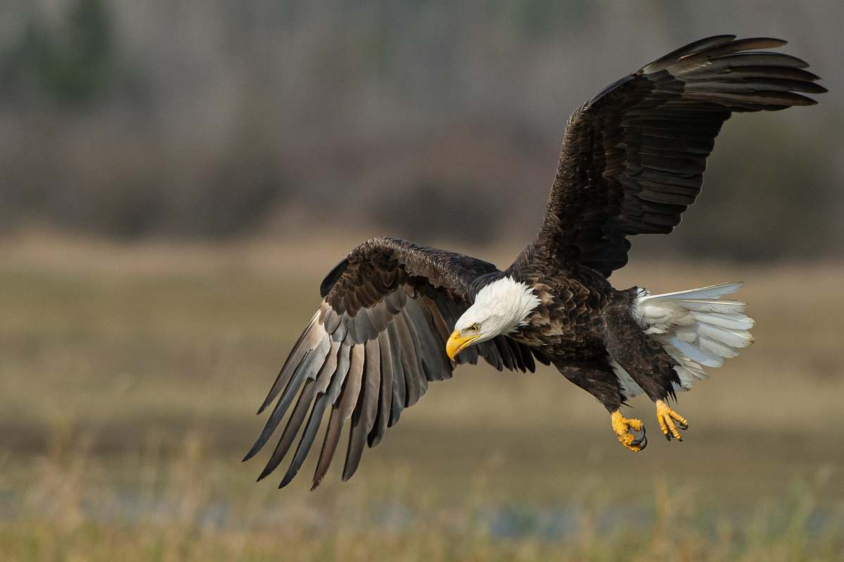 animal bald eagle above brown frield eagle