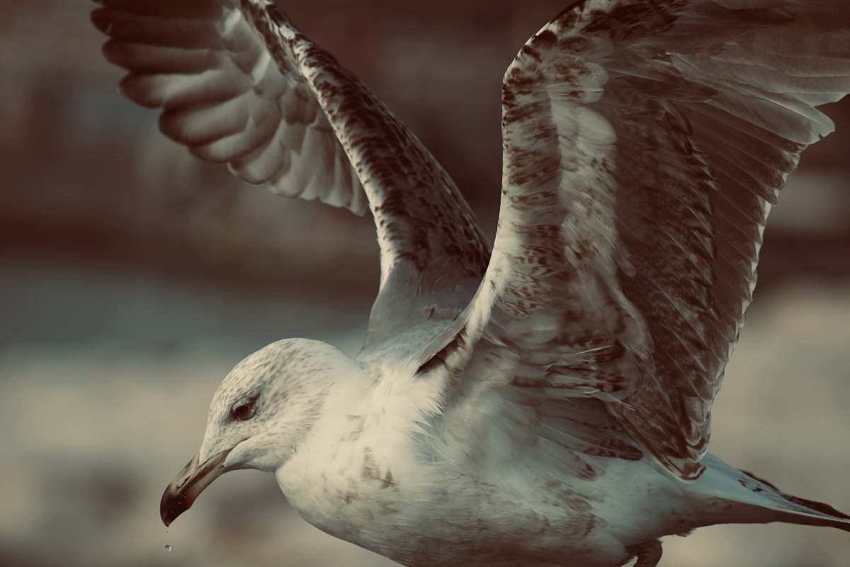 animal bird flying seagull