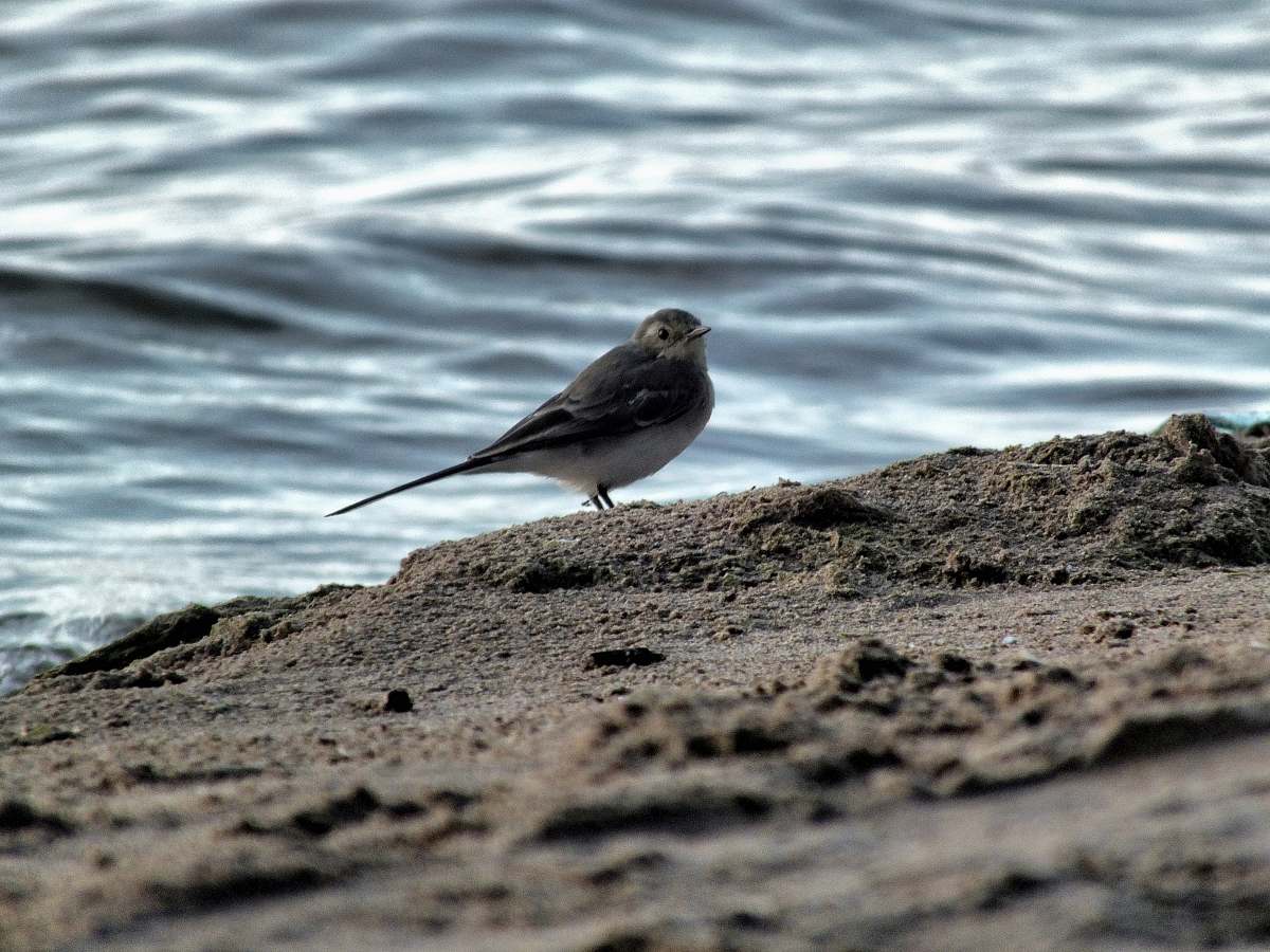 animal bird on sand dunes near body of water anthus