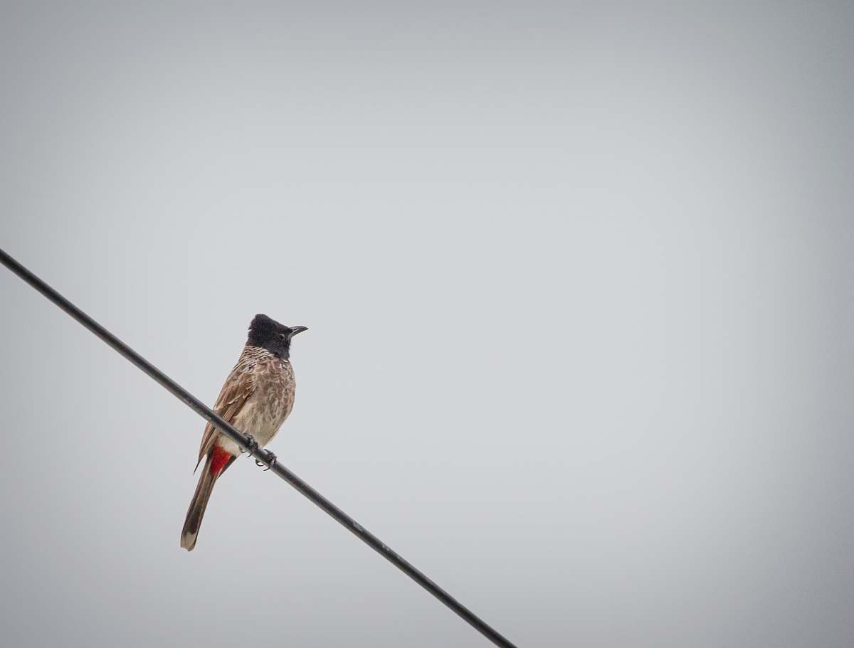 animal bird perched on cable grey