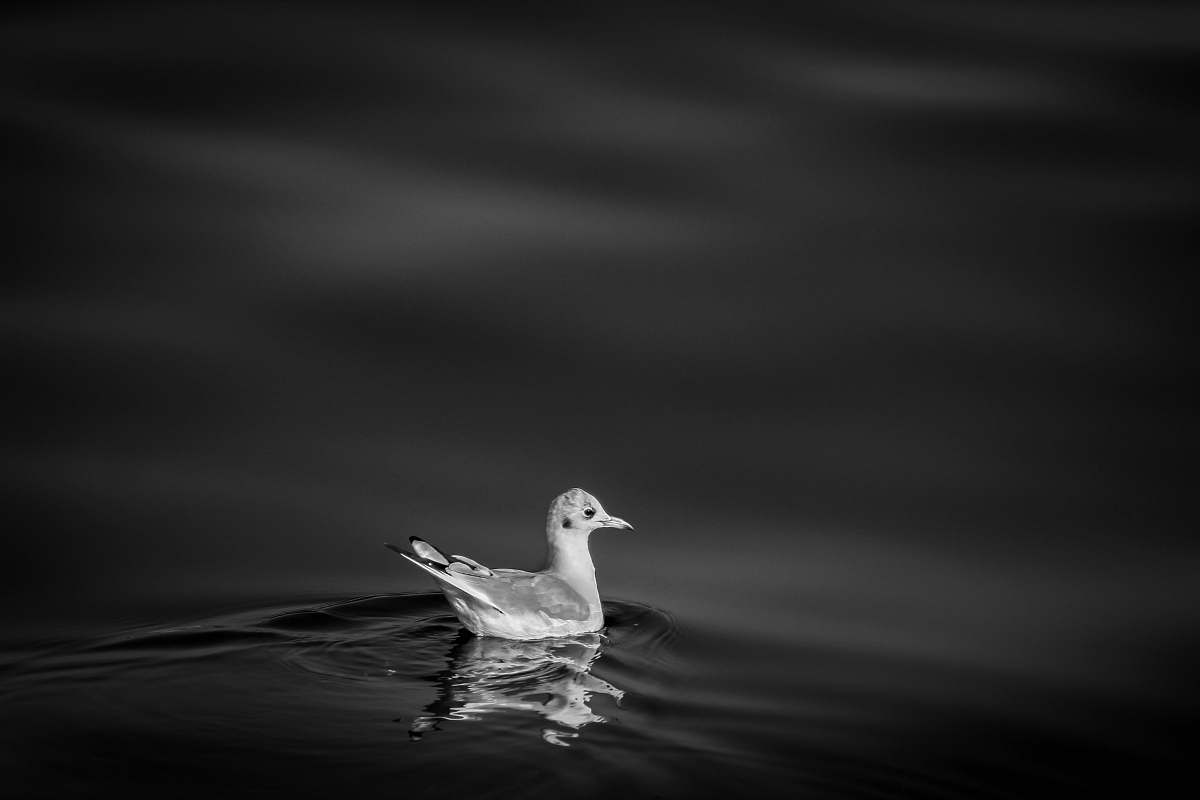 animal bird swimming during nighttime black-and-white