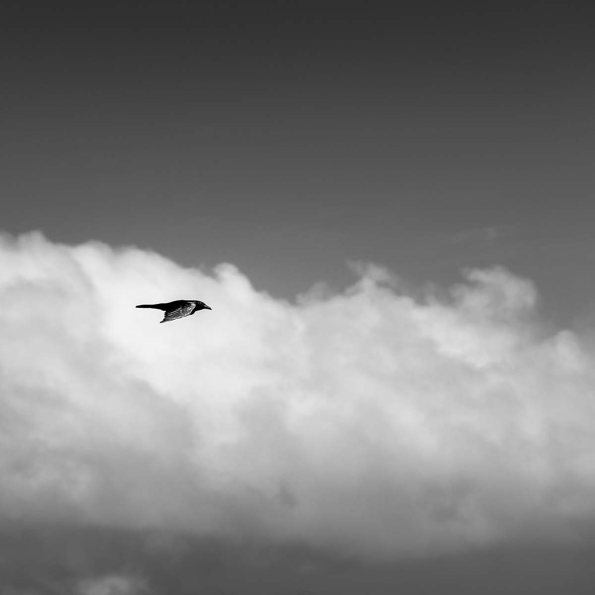 flying black and gray bird flying black-and-white