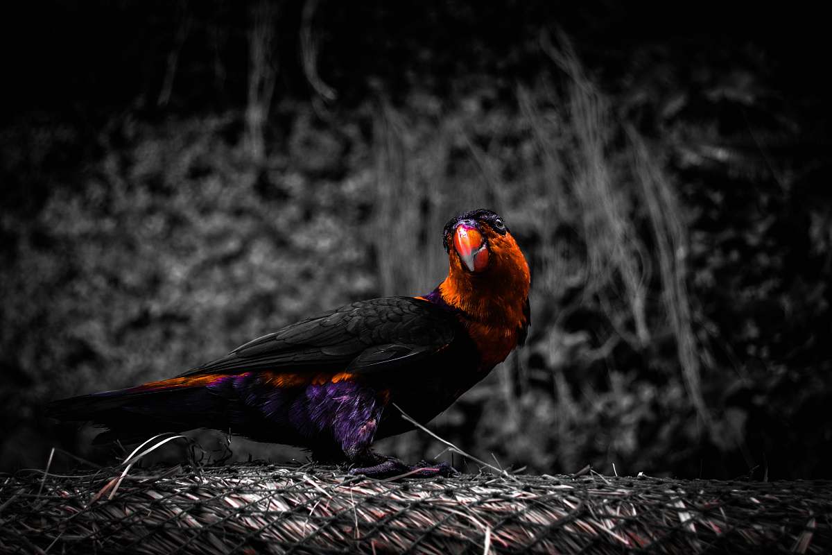 animal black and red bird agelaius