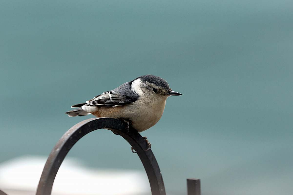 animal black and white bird perched on black metal bar jay