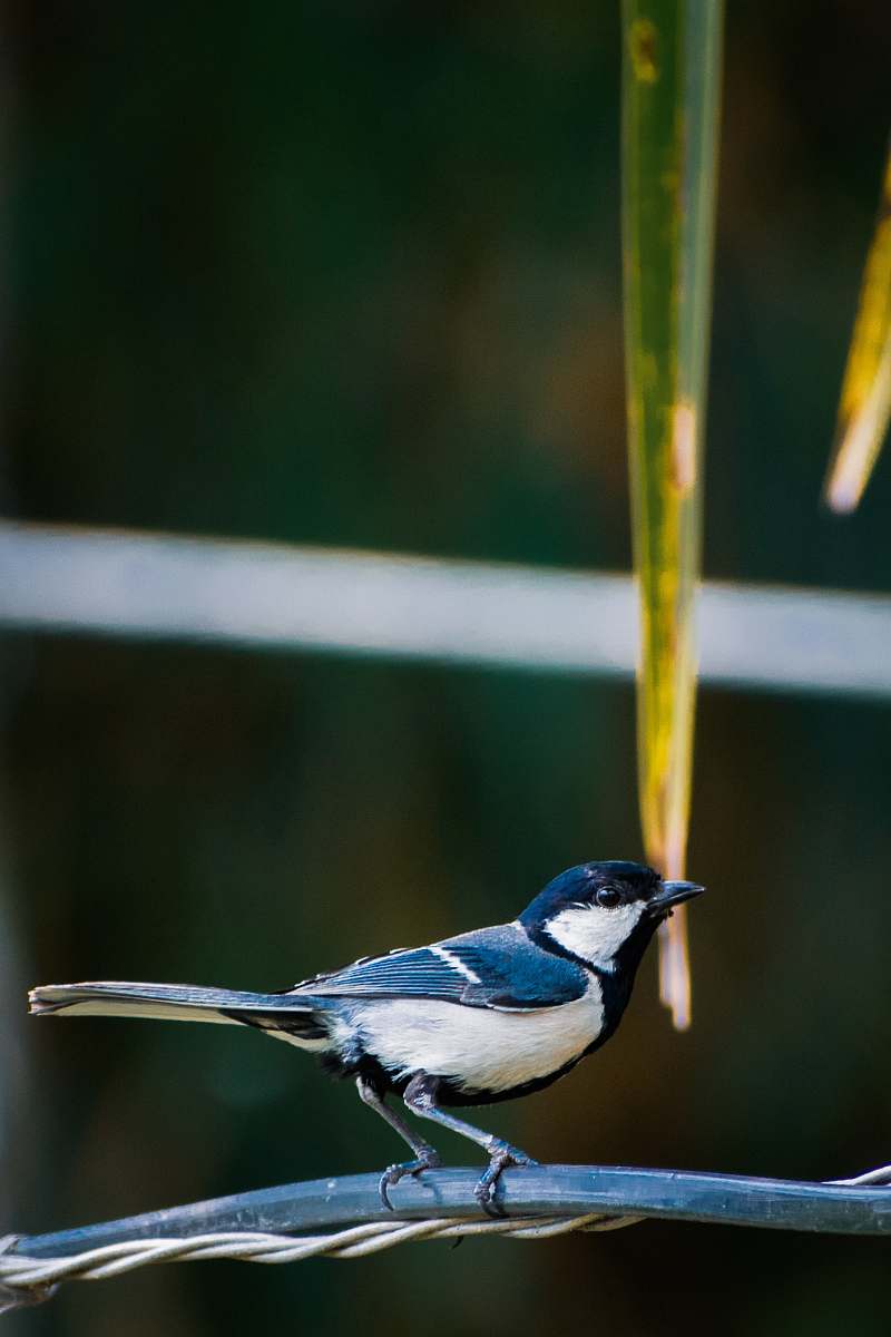 animal black and white small-beaked bird on wire jay