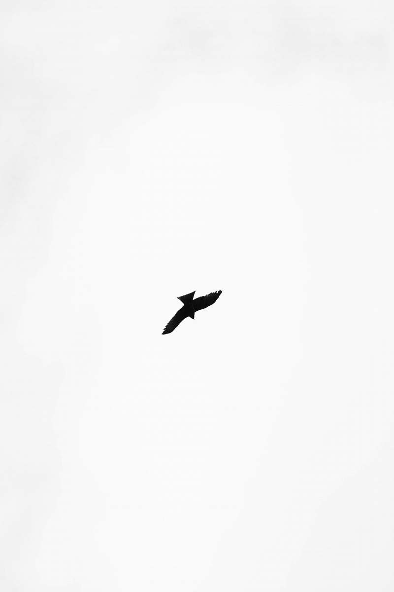 black-and-white black bird illustration flying
