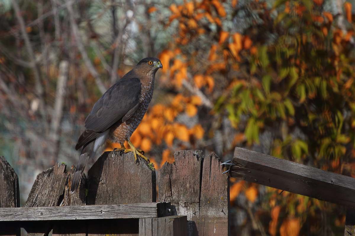 animal black bird on fence accipiter