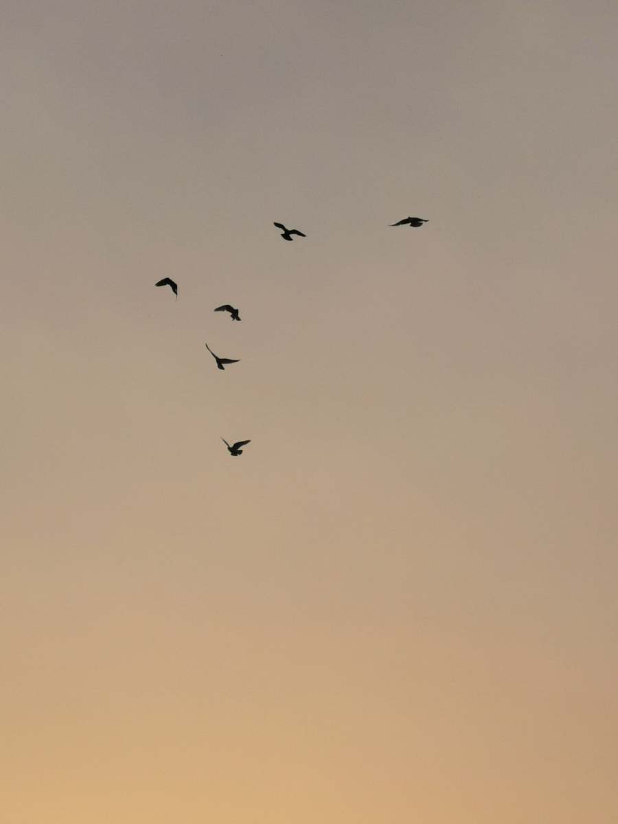 animal black birds photo flying