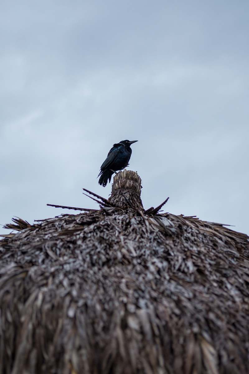 animal black crow on grey surface jalisco
