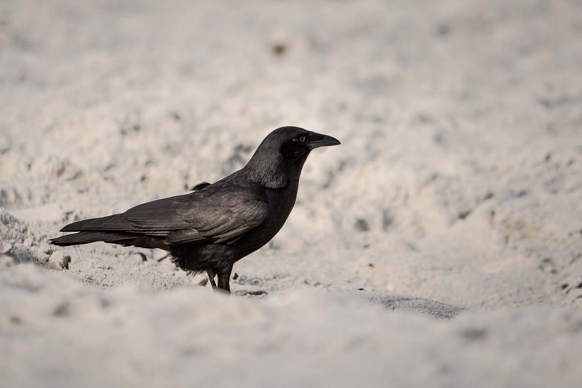 animal black crow on seashore crow