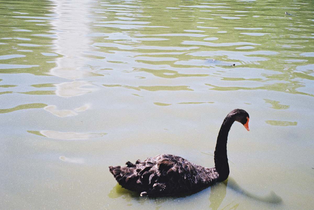animal black swan in body of water waterfowl