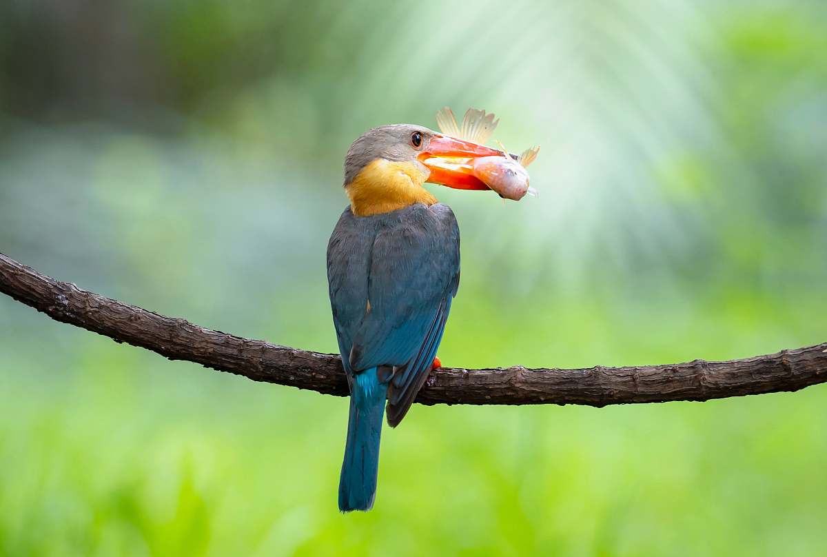 animal blue and gray bird standing on brown branch thailand