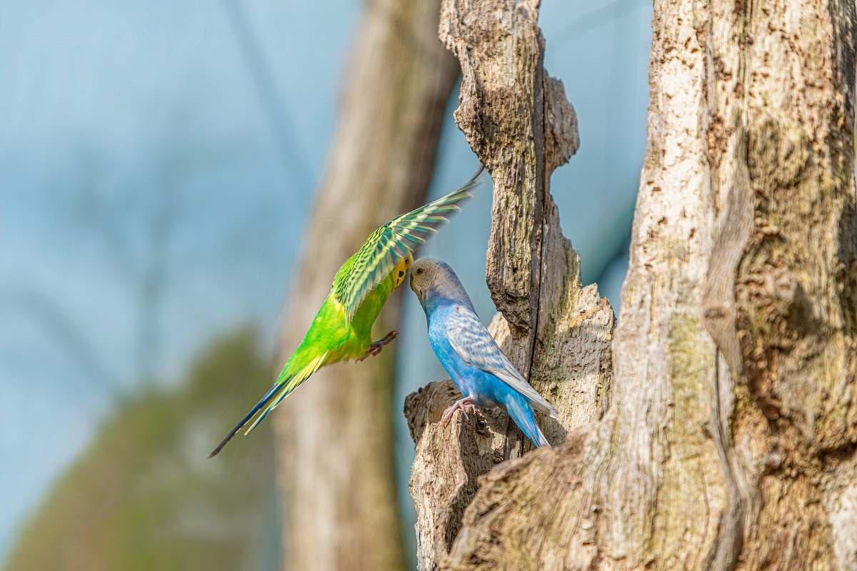 animal blue and green birds on tree bluebird