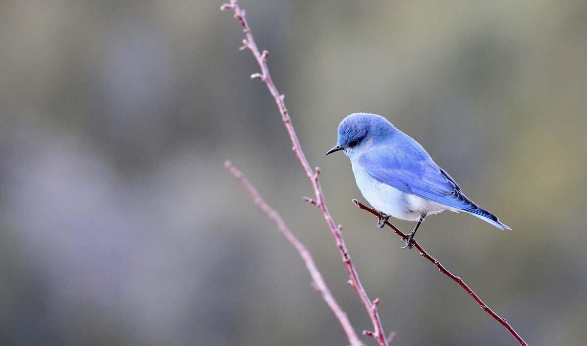 animal blue and white bird photography bluebird