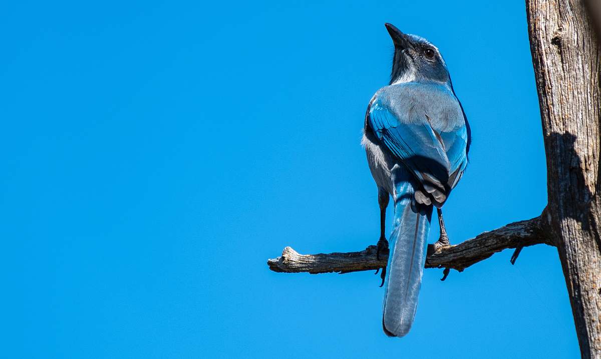 animal blue bird on focus photography jay
