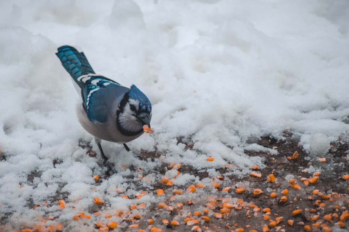 animal Blue jay bird feeding orange seeds jay