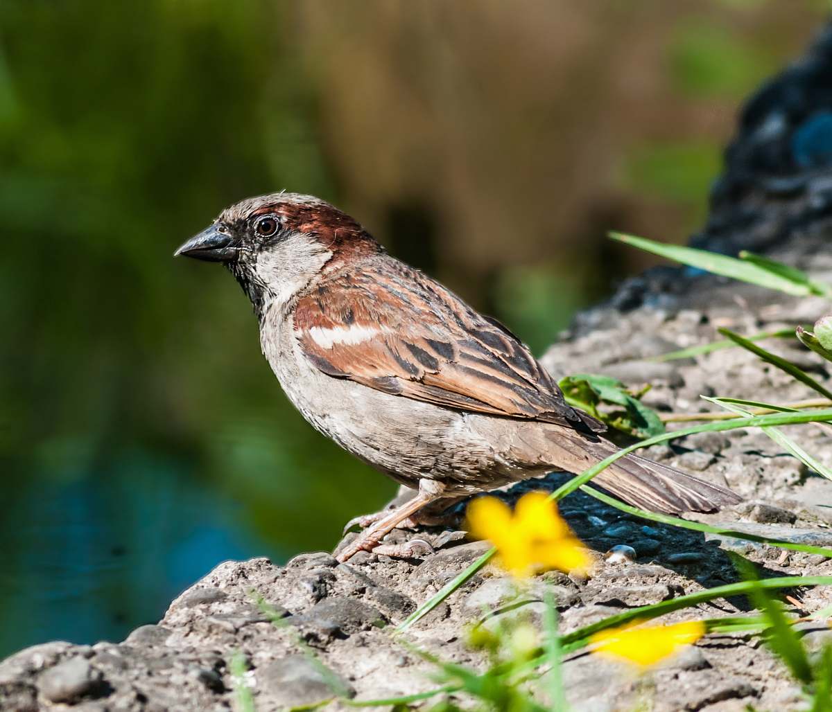 animal brown and gray bird sparrow