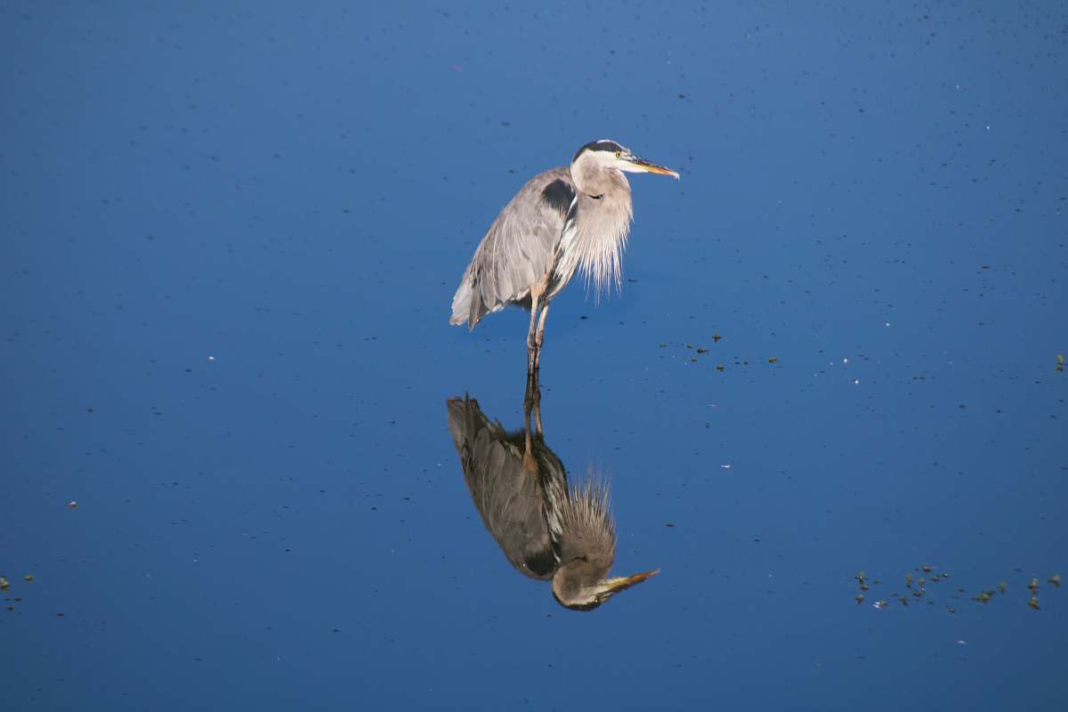animal brown and gray heron heron