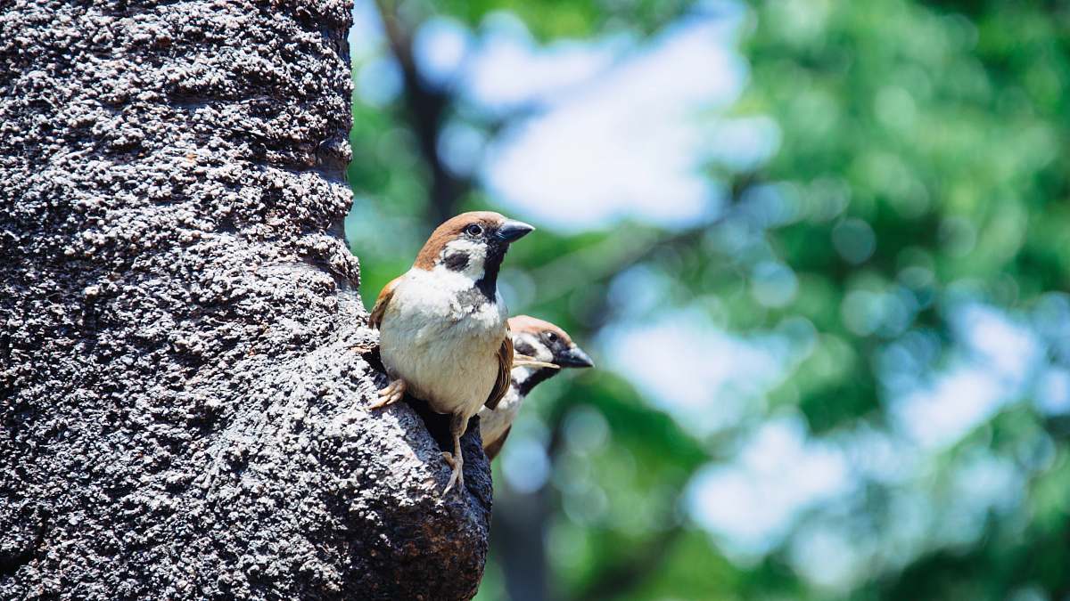 animal brown and grey house sparrows perching on tree trunk sparrow