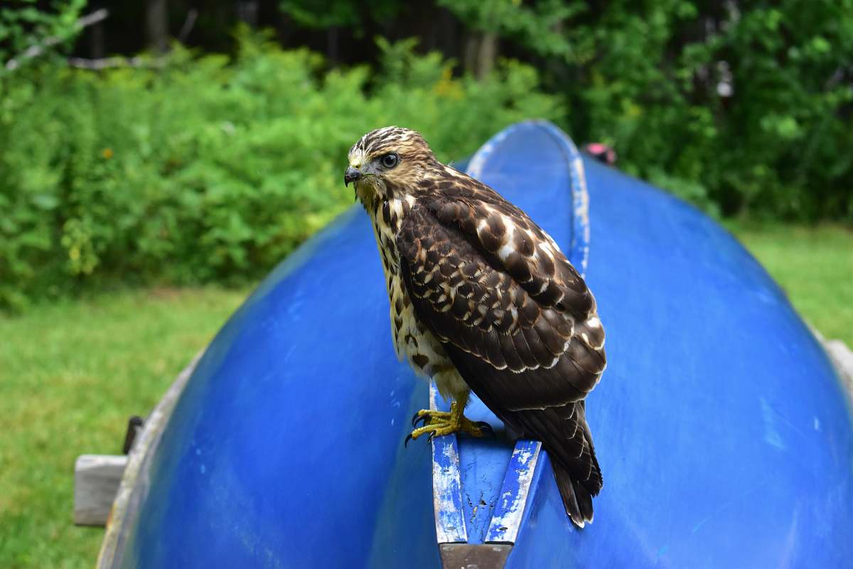 animal brown bald eagle buzzard
