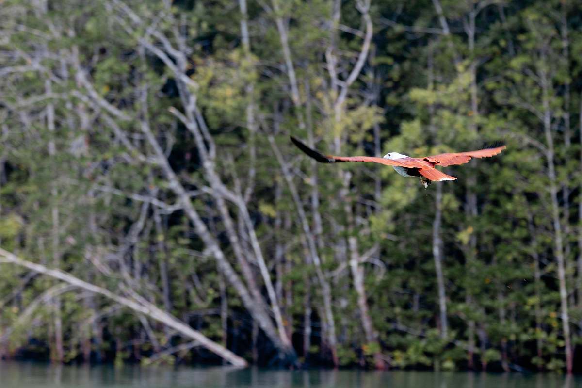 animal brown bird above calm body of water flying