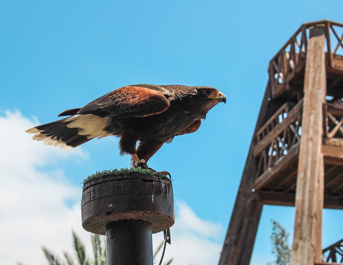 animal brown bird on pole buzzard