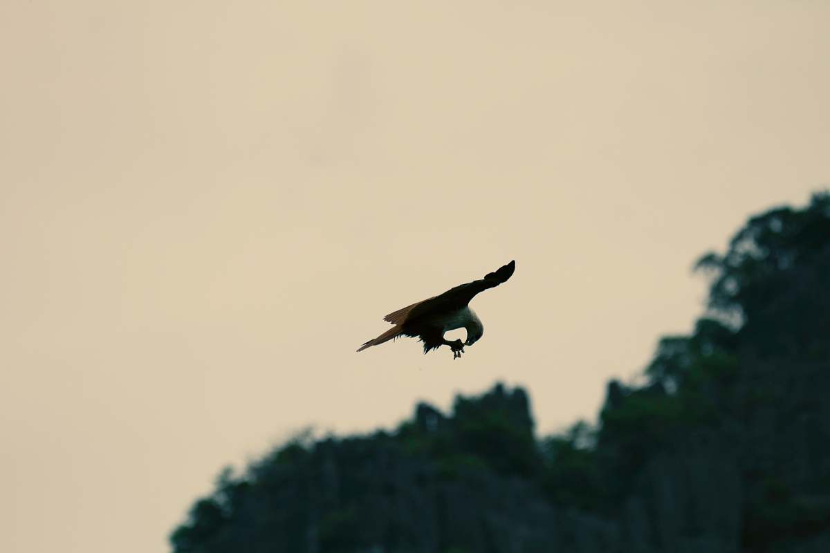 animal brown eagle above trees vulture