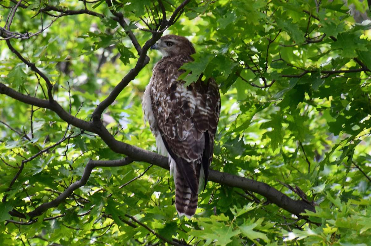 animal brown falcon accipiter