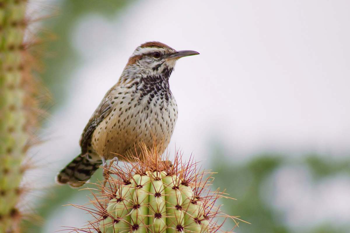 animal brown hummingbird perching on green cactus plant plant