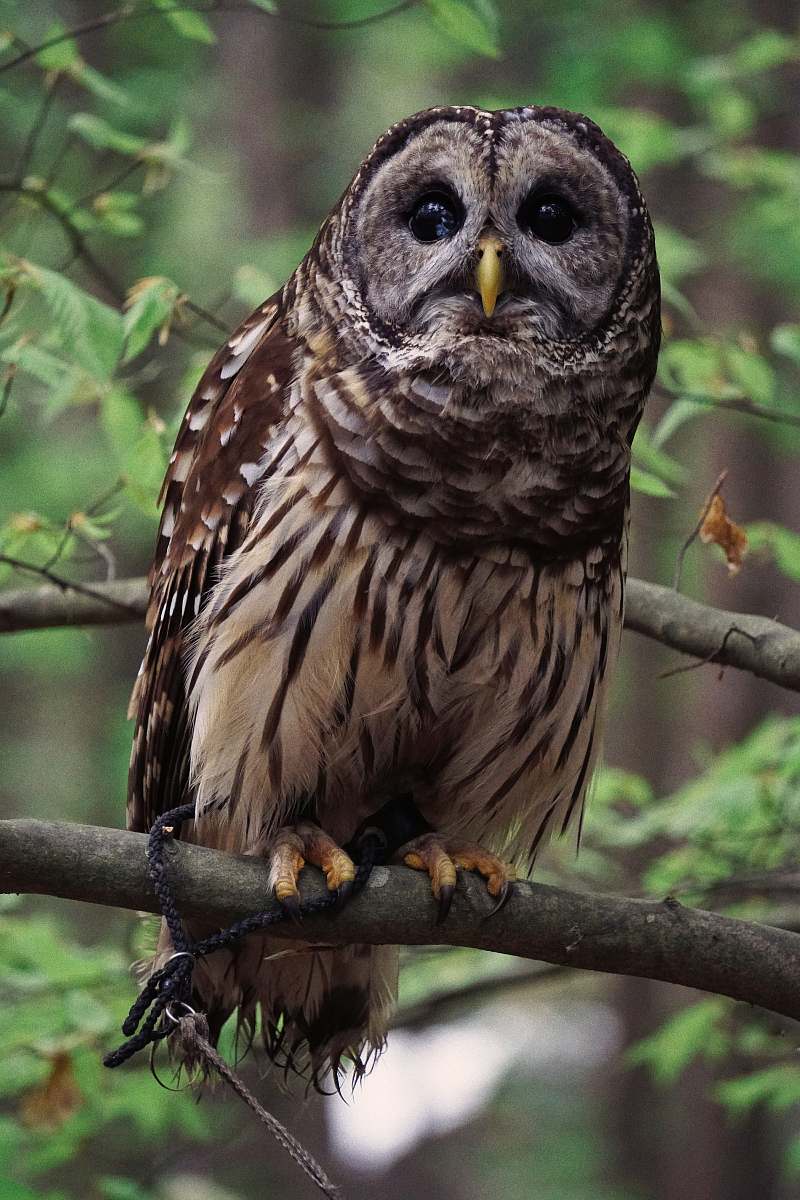animal brown owl perched on tree owl