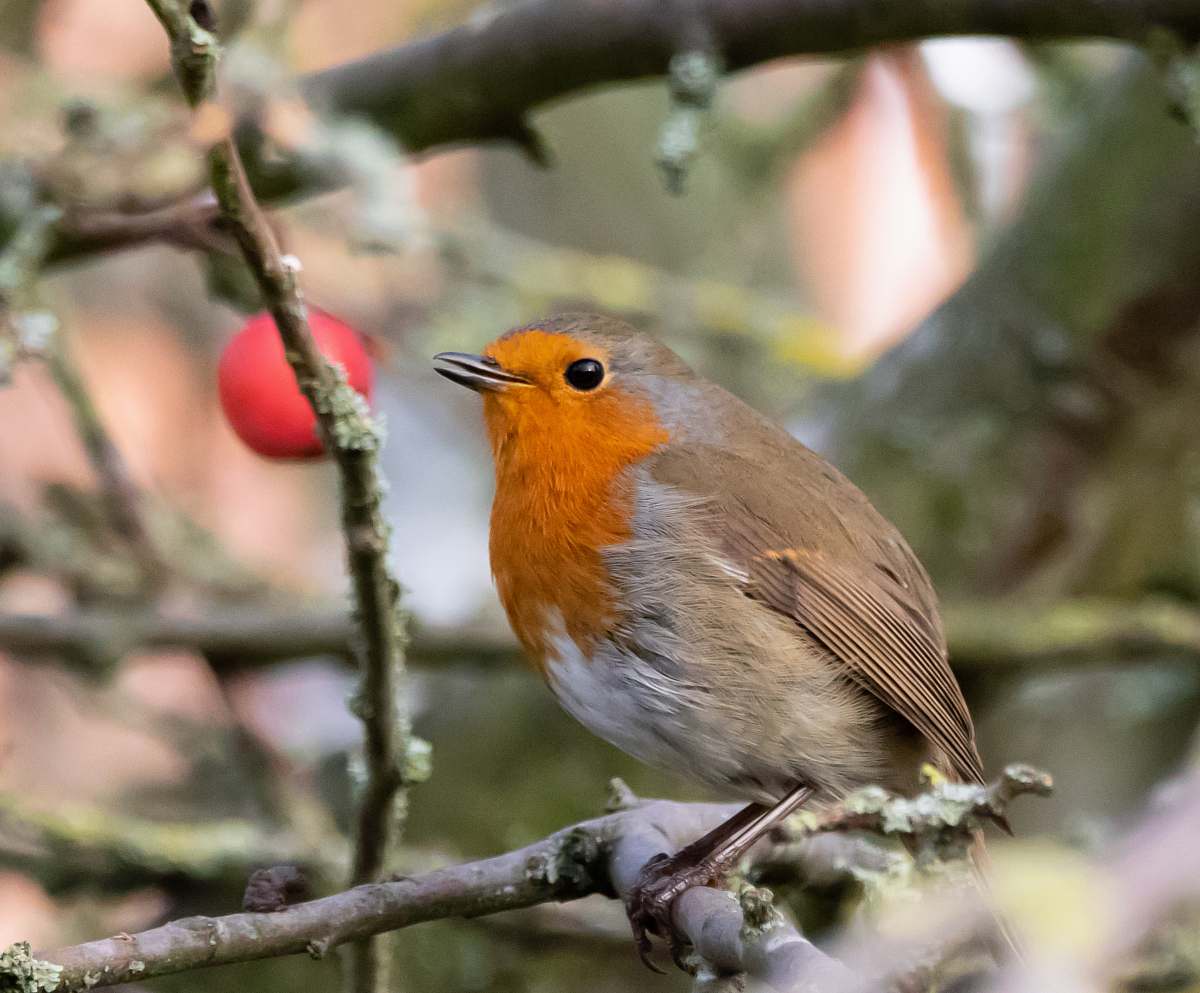 animal brown small beaked bird on tree robin